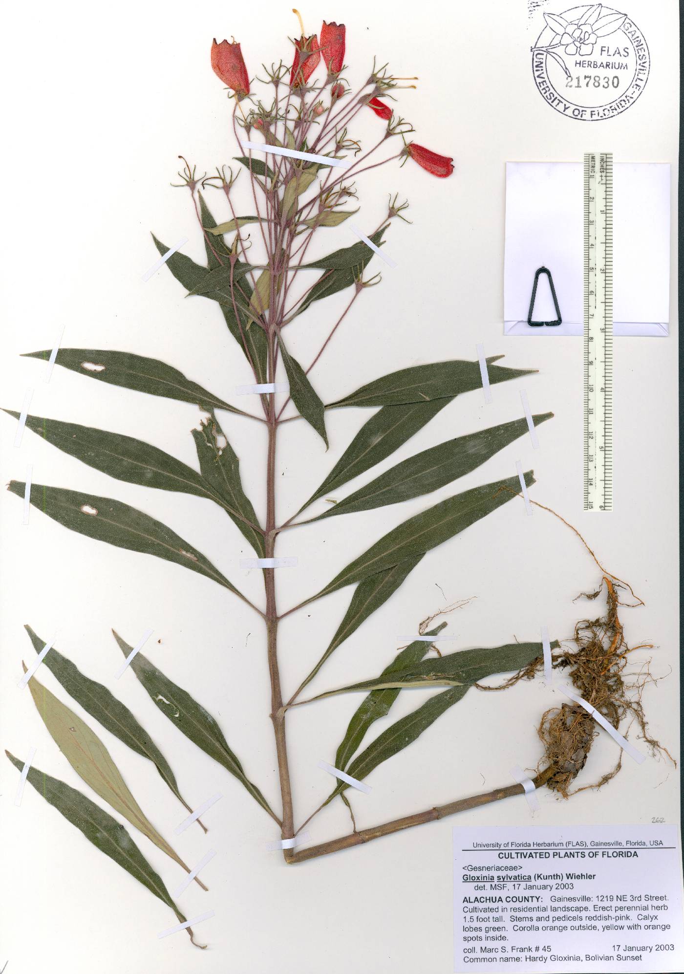 Seemannia sylvatica image