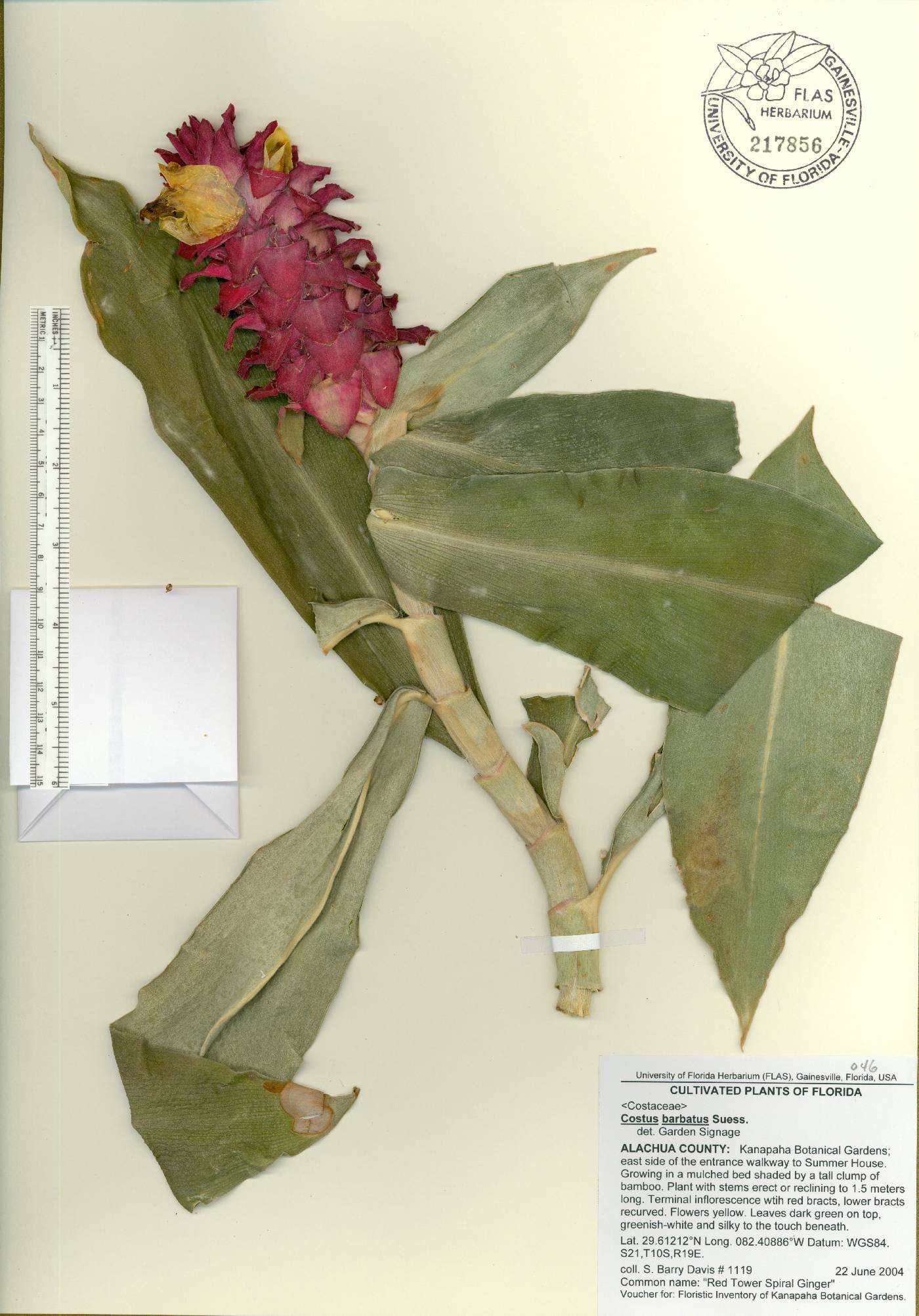 Costus barbatus image