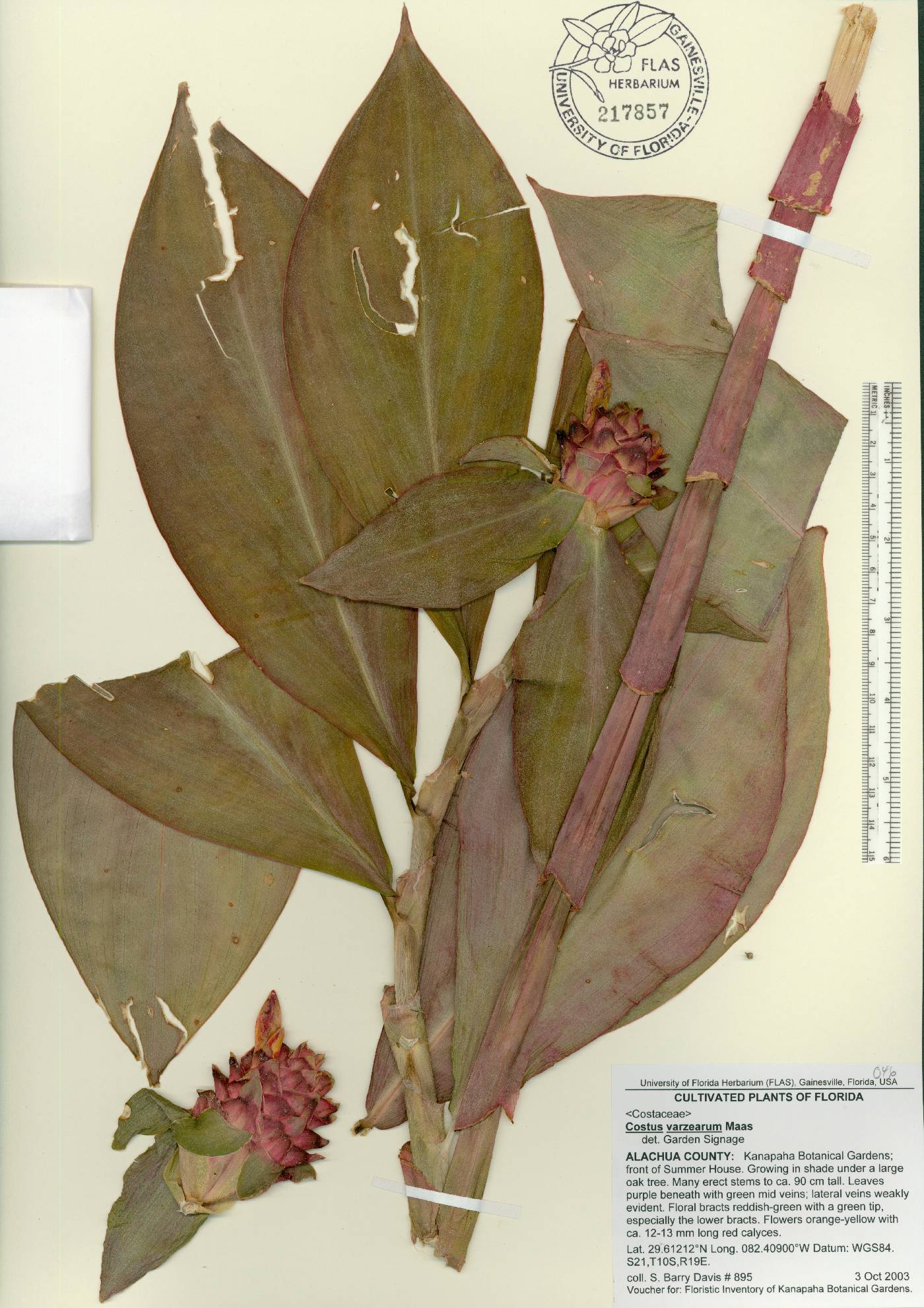 Costus varzearum image