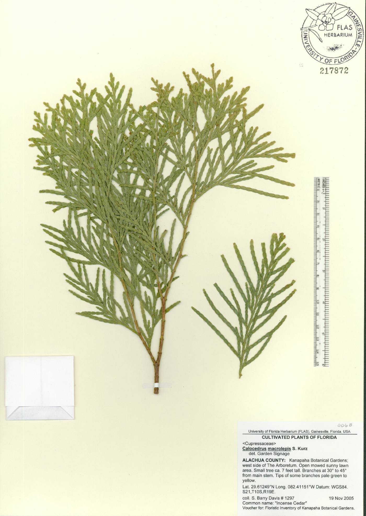 Calocedrus macrolepis image