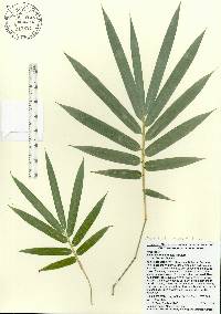 Bambusa malingensis image