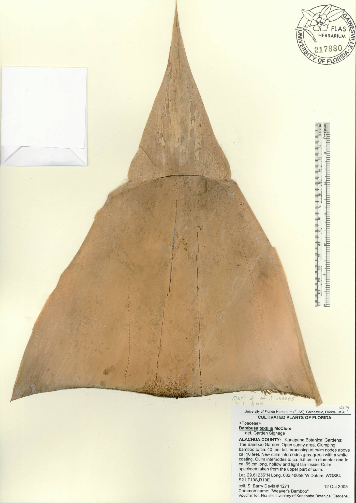Bambusa textilis image