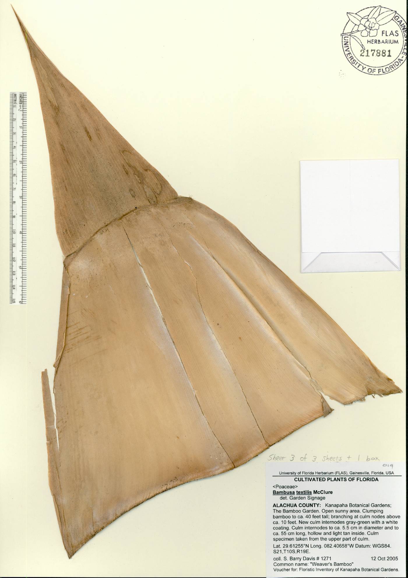 Bambusa textilis image