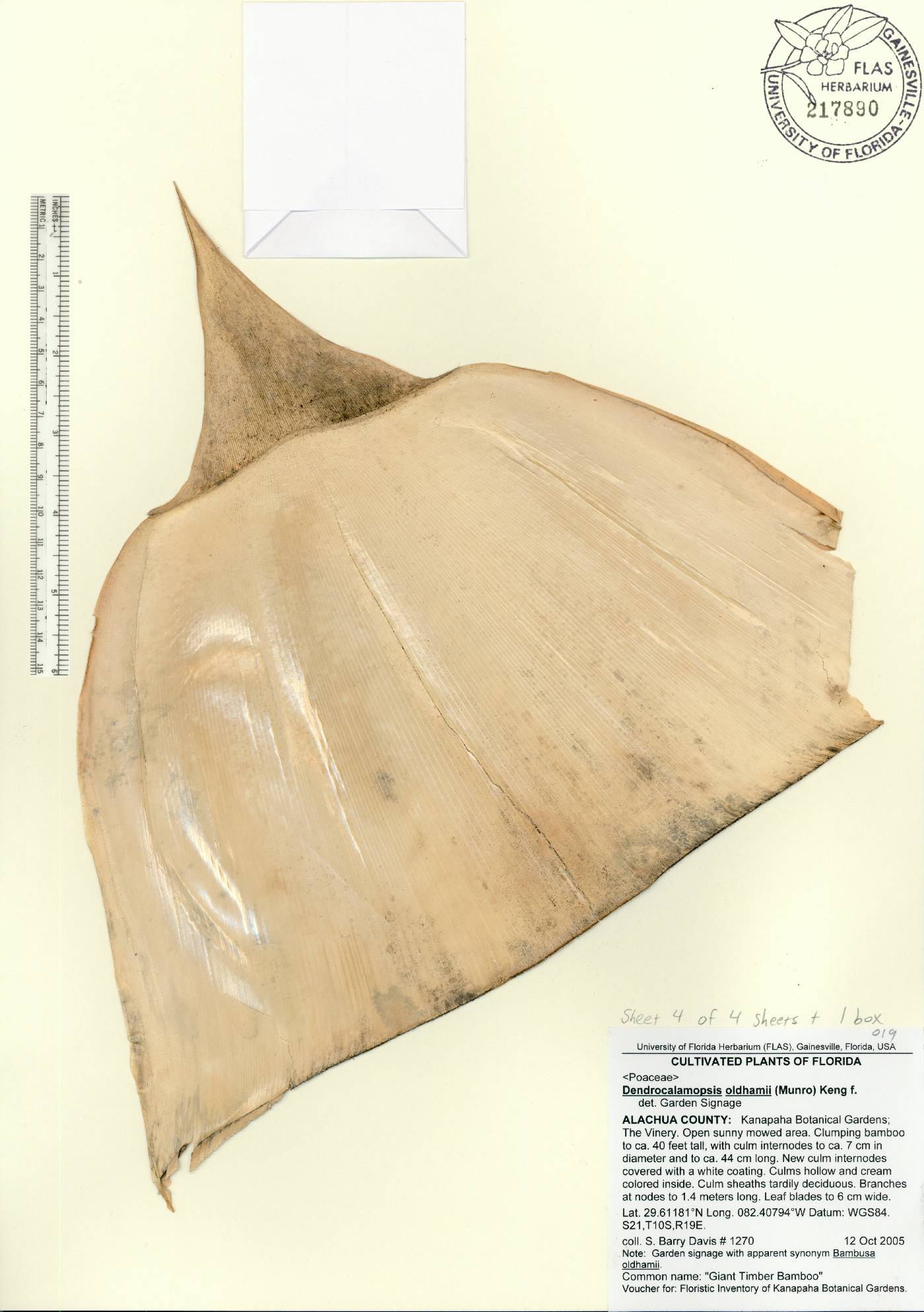 Bambusa oldhamii image
