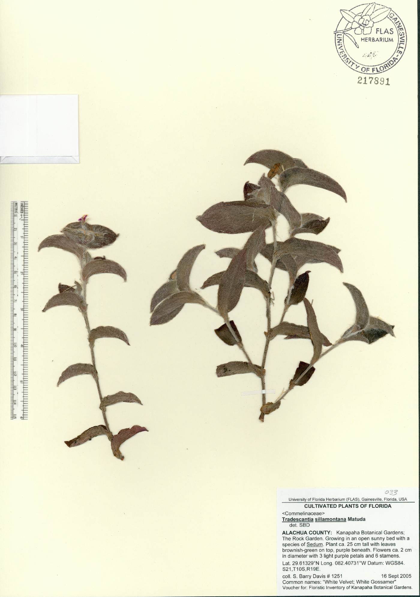 Tradescantia sillamontana image