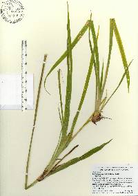 Trimezia steyermarkii image