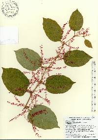 Reynoutria japonica image