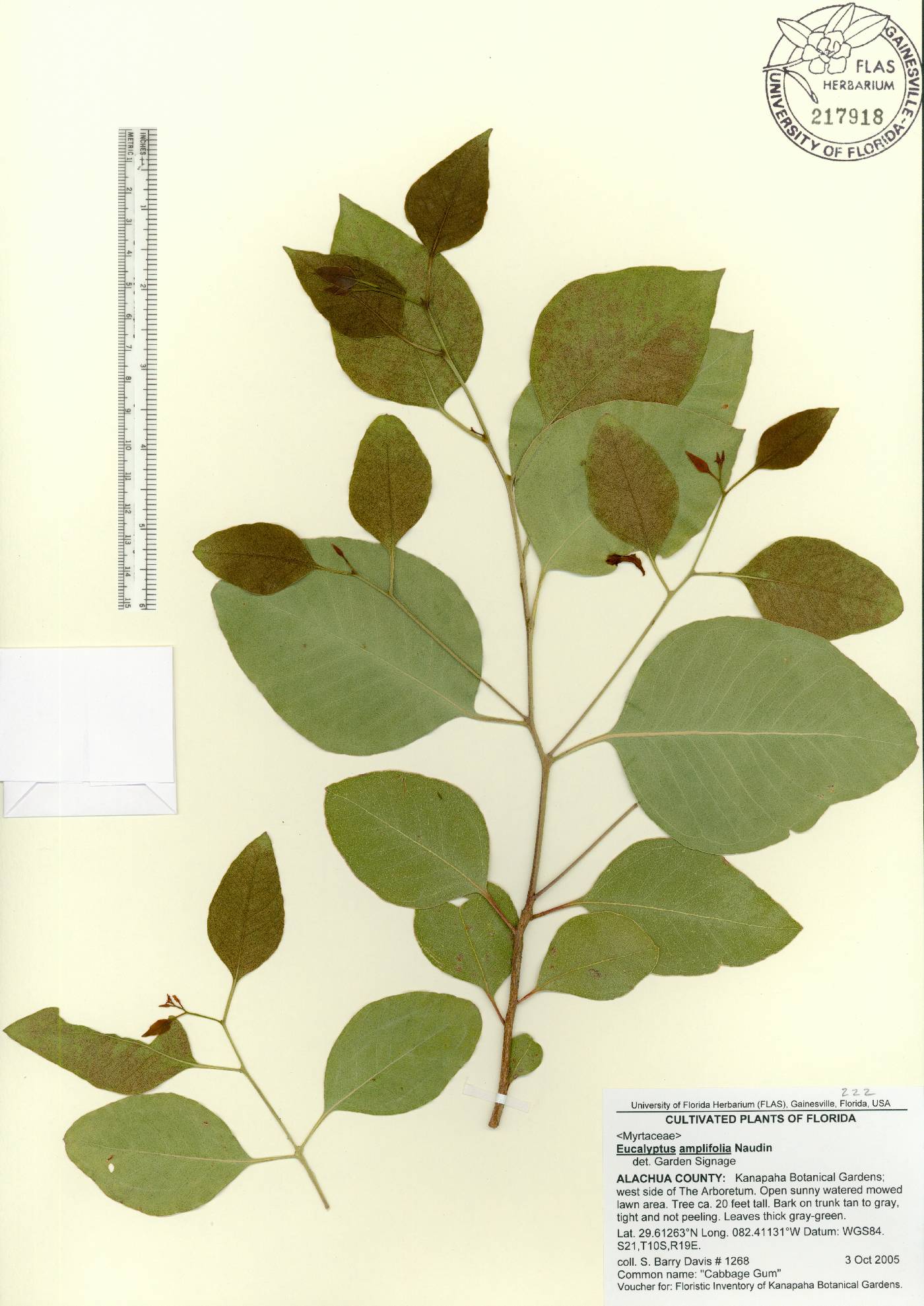 Eucalyptus amplifolia image