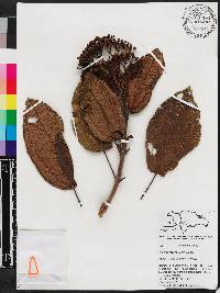 Miconia favosa image