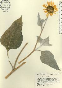 Helianthus argophyllus image