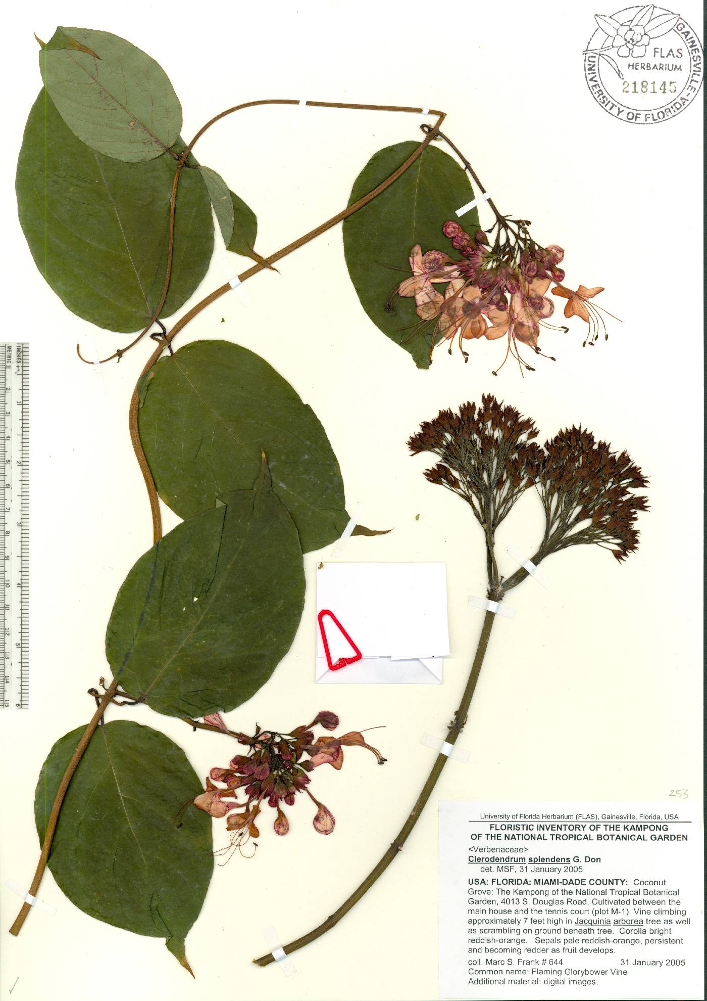 Clerodendrum splendens image