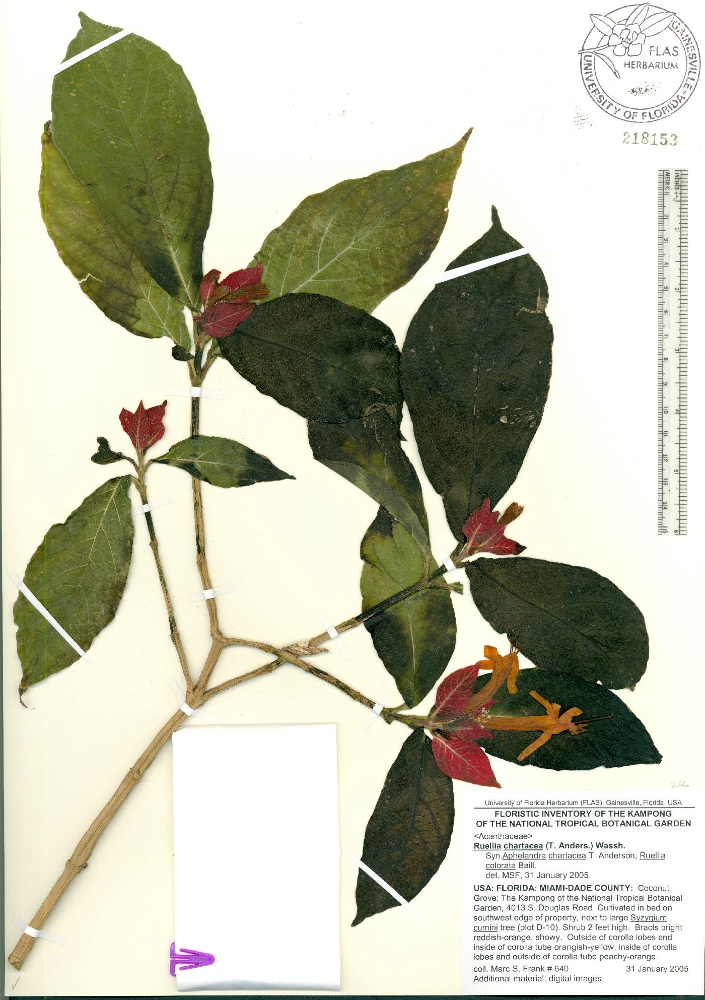 Ruellia chartacea image
