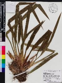 Maxillaria bicallosa image