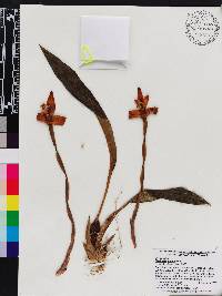 Maxillaria molitor image