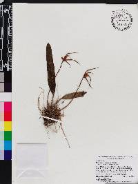 Maxillaria pachyacron image