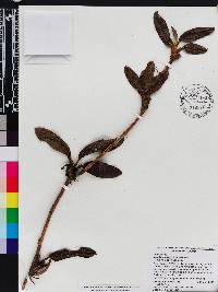 Maxillaria repens image