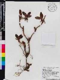 Maxillaria repens image