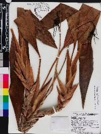 Maxillaria speciosa image