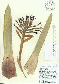 Billbergia pyramidalis image