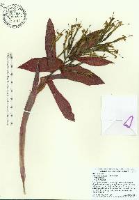 Billbergia amoena image