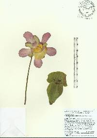 Sarracenia rosea image