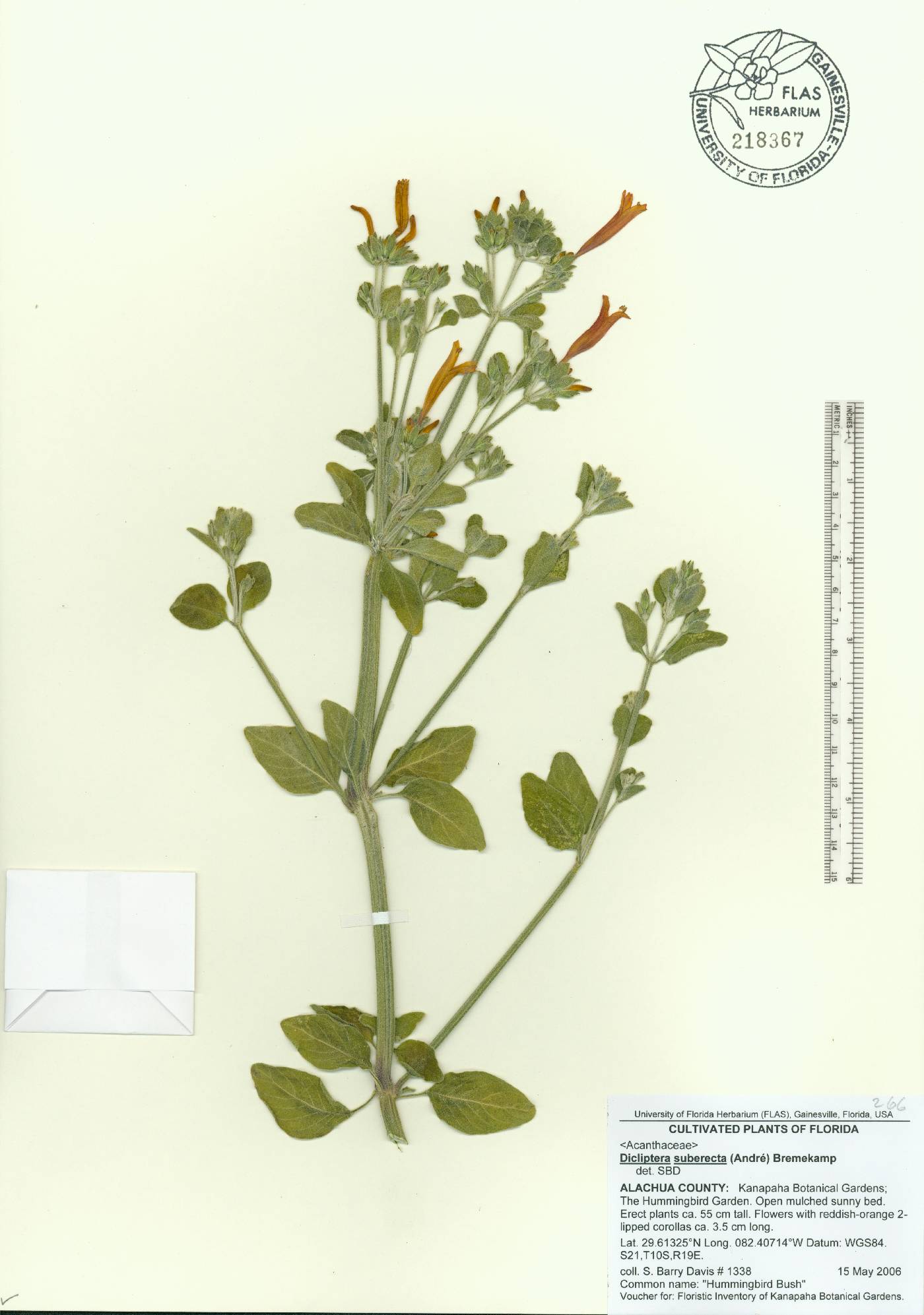 Dicliptera squarrosa image