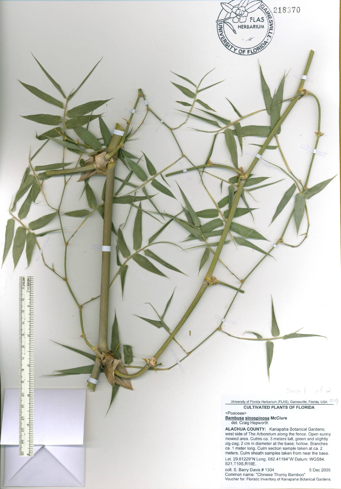 Bambusa sinospinosa image