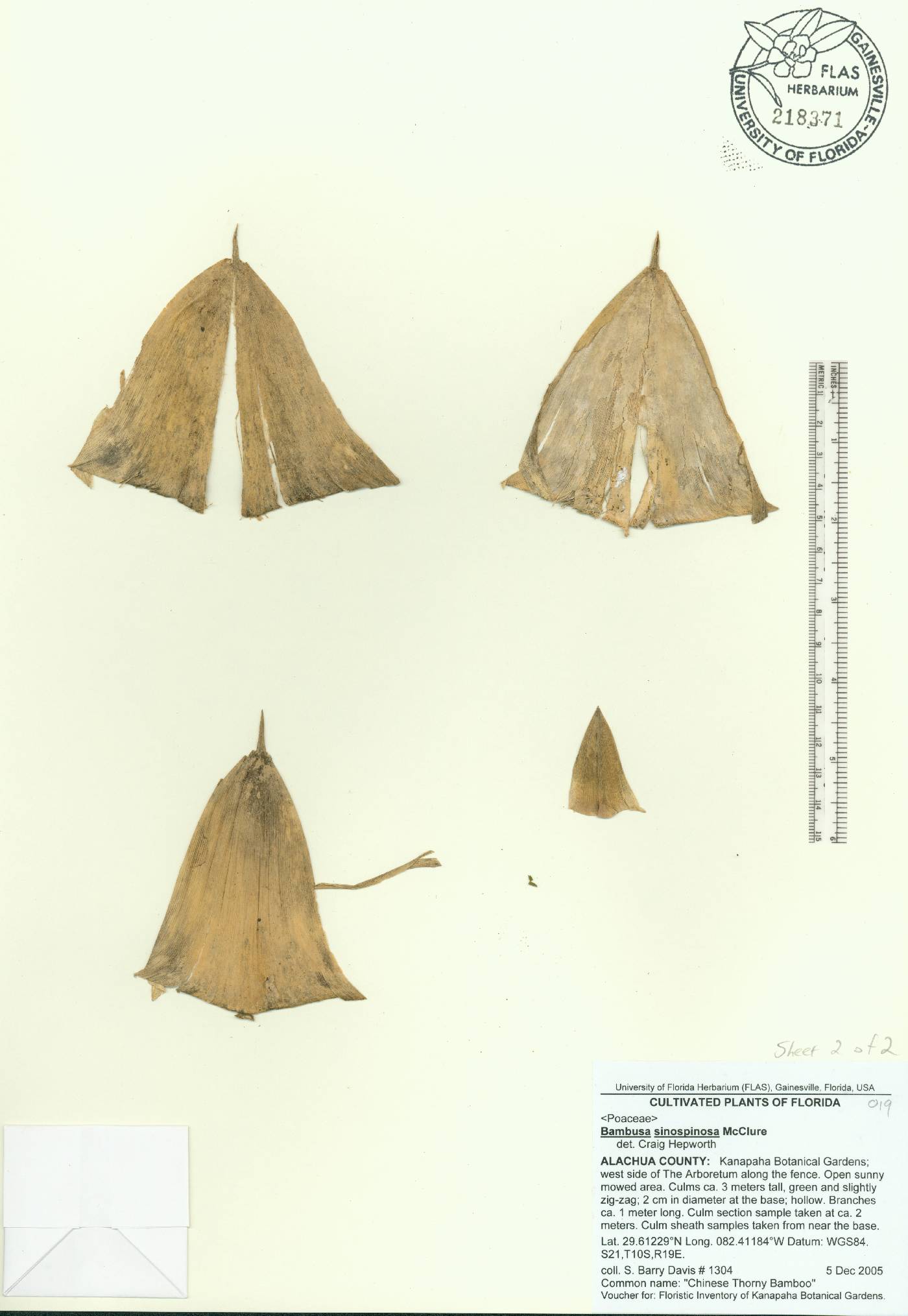 Bambusa sinospinosa image