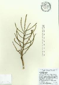 Sabal bermudana image