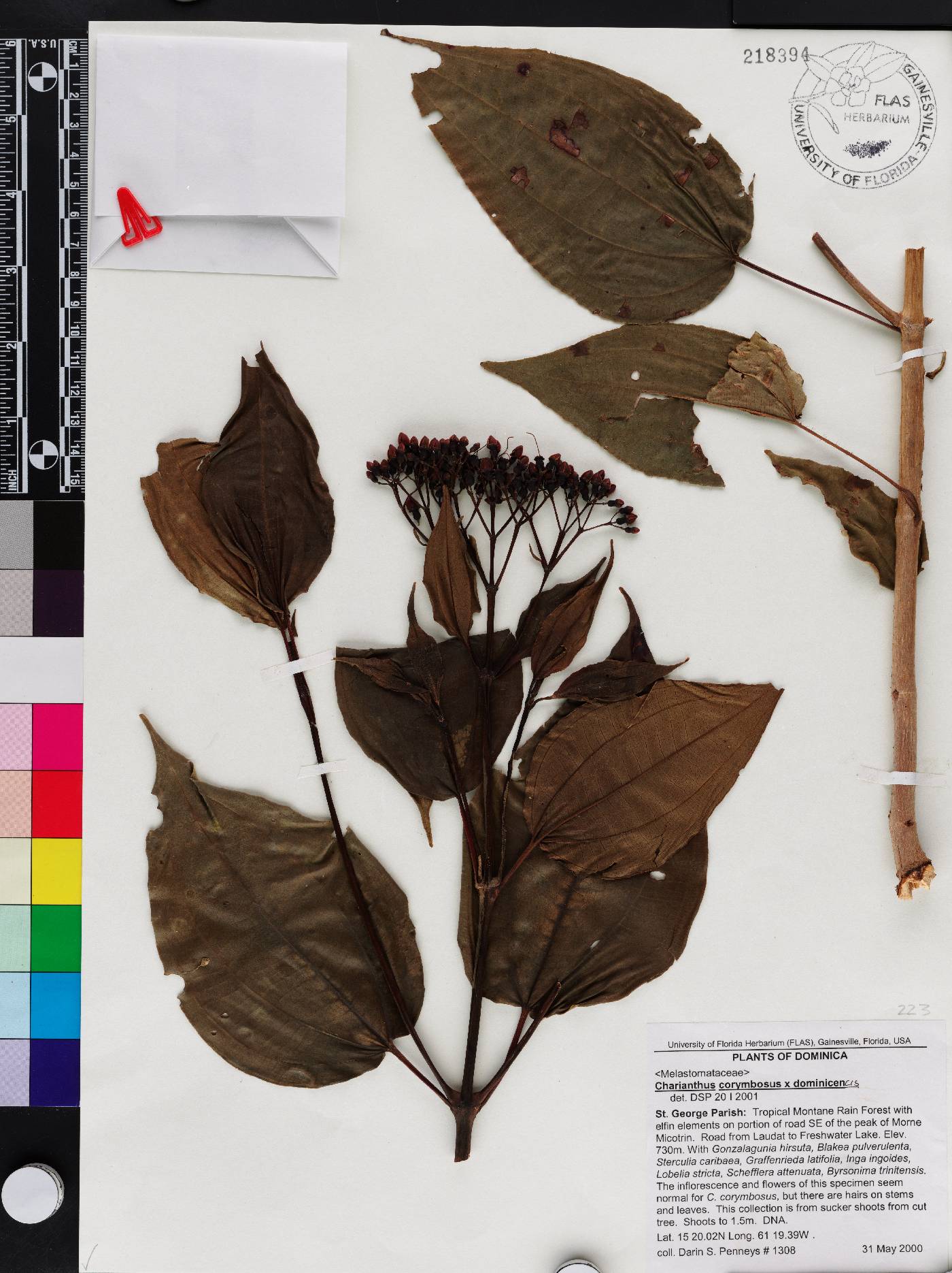 Miconia corymbosa image