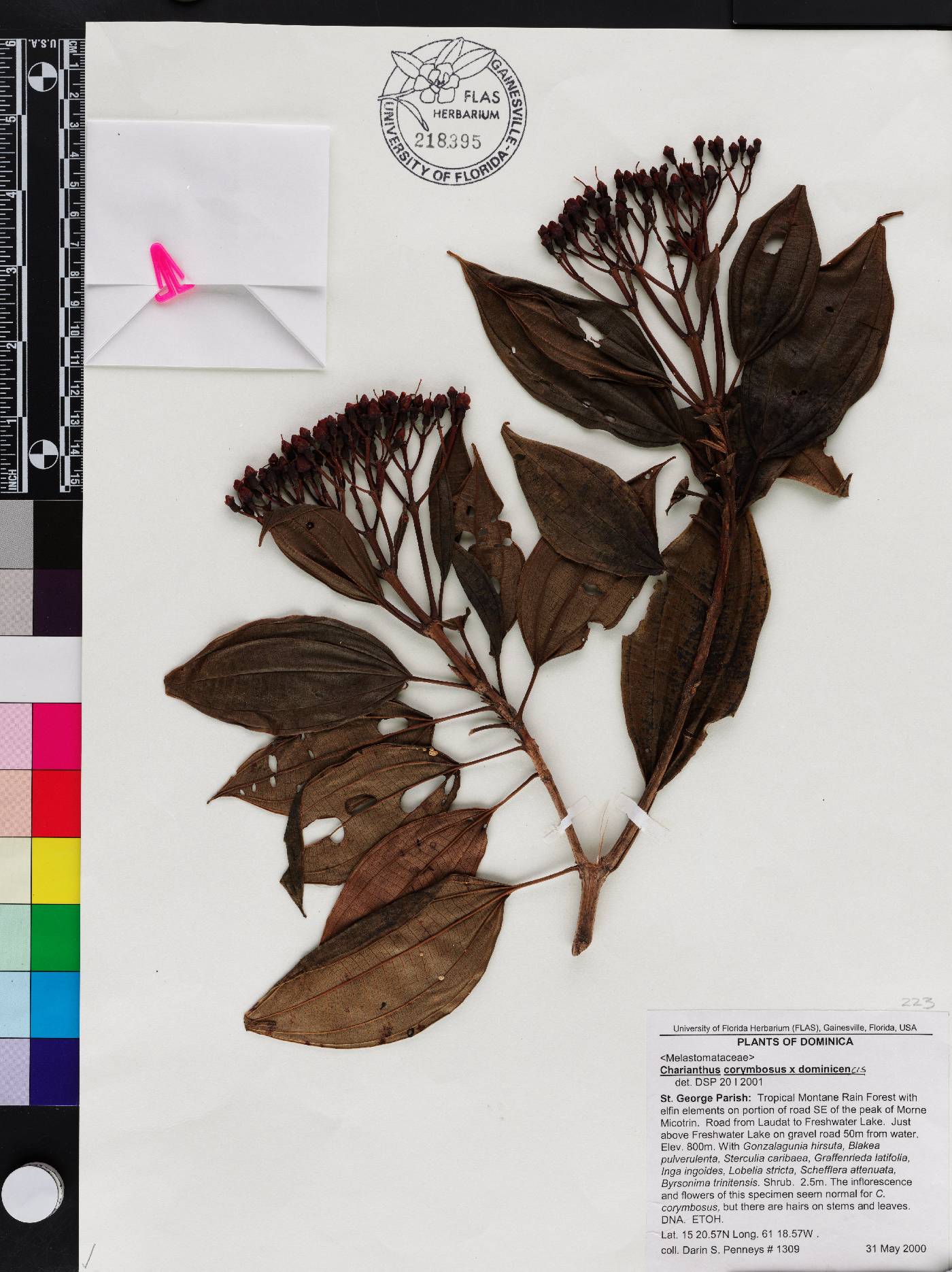 Miconia corymbosa image