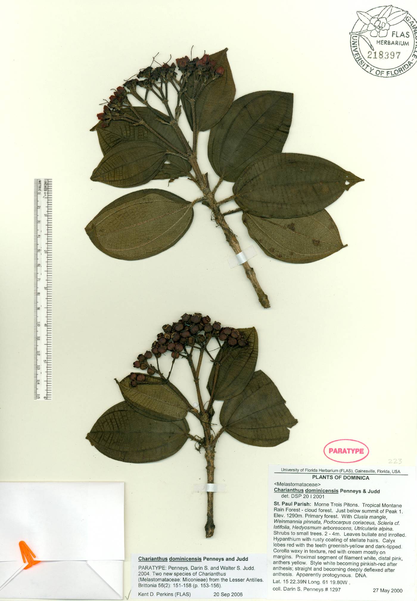 Miconia dominicensis image