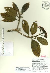 Miconia dominicensis image