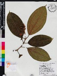 Miconia subhirsuta image