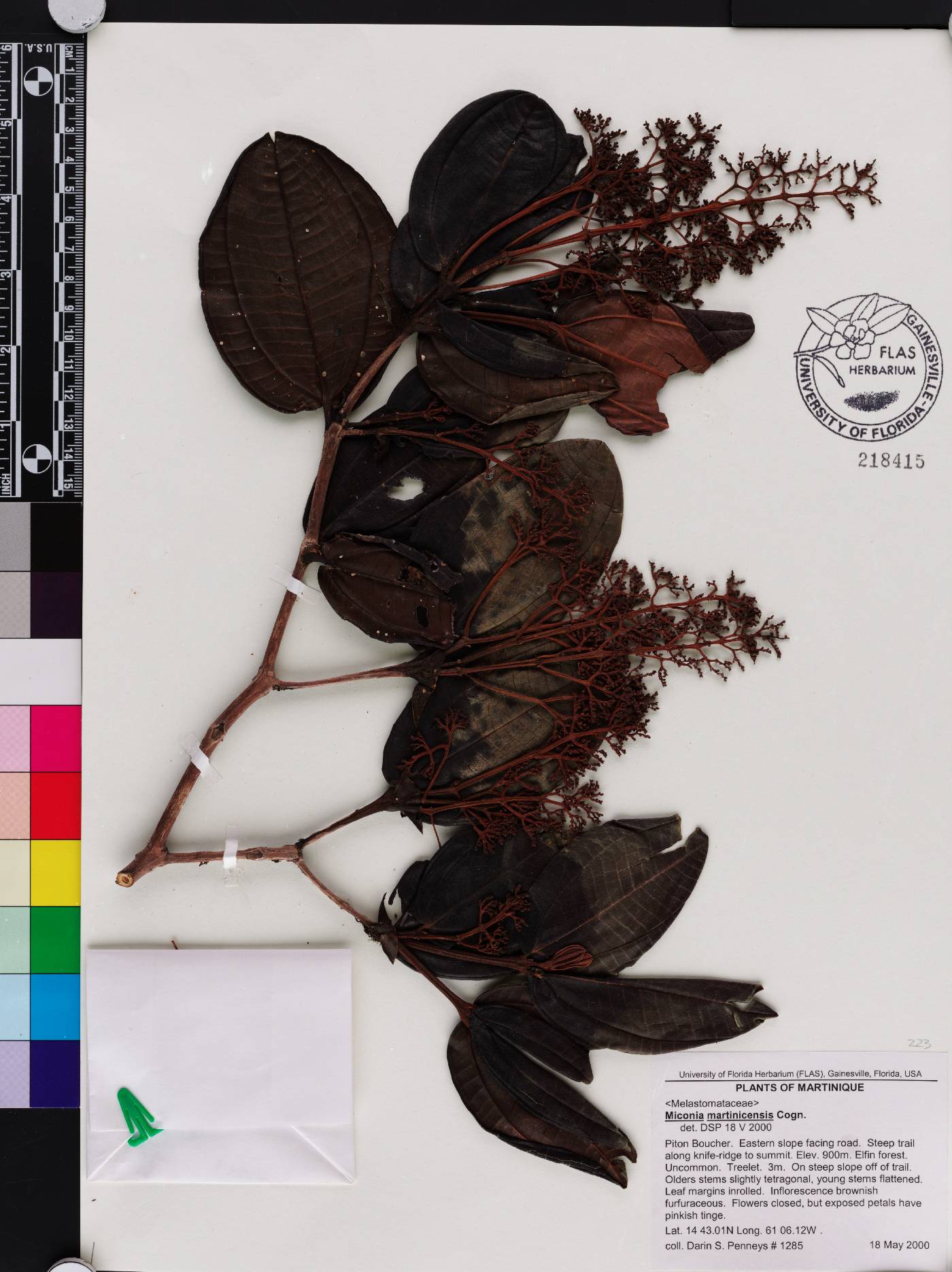 Miconia martinicensis image