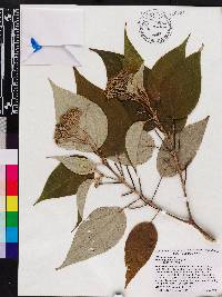 Miconia christophoriana image