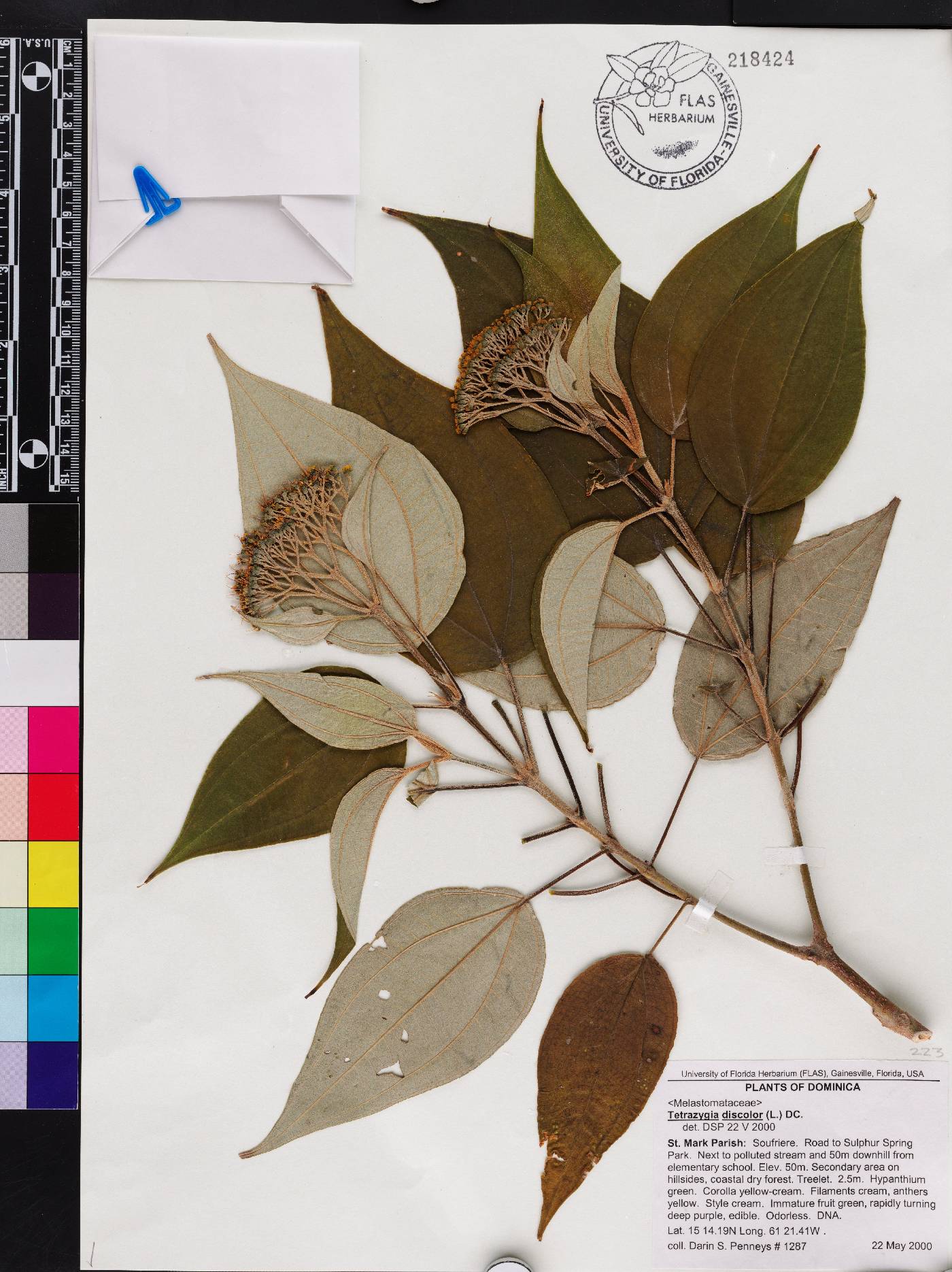 Miconia christophoriana image