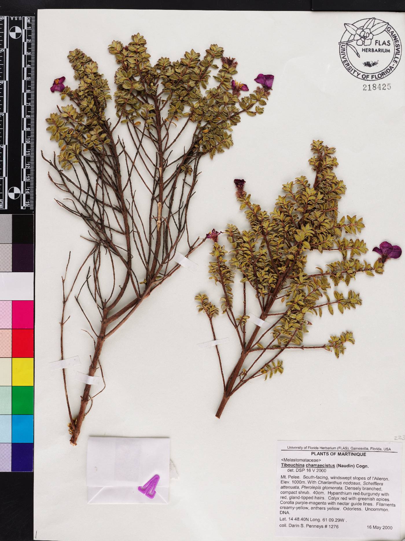 Chaetogastra chamaecistus image