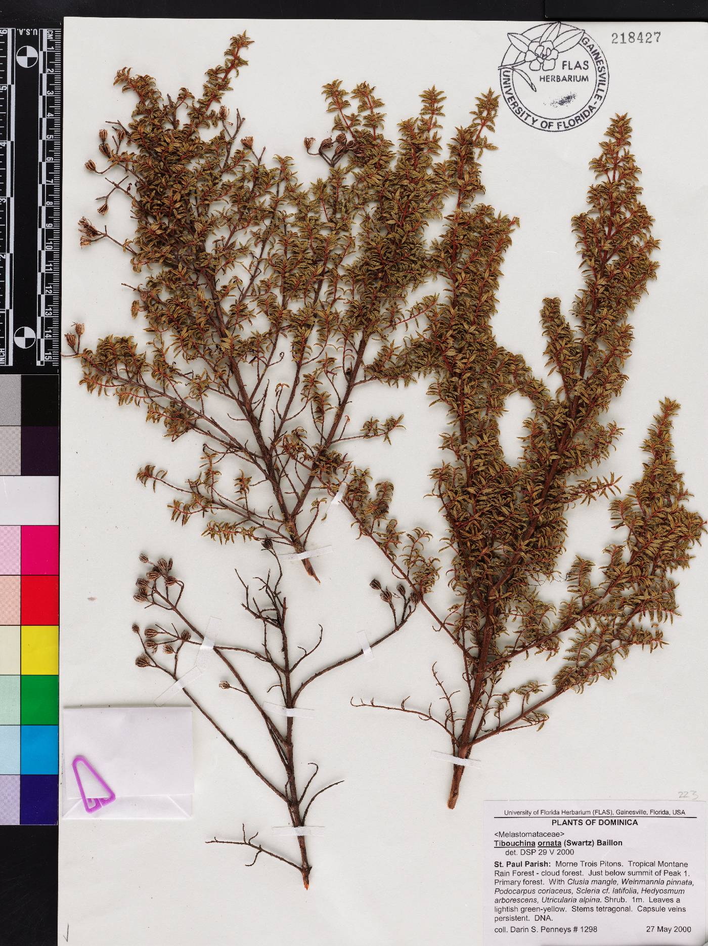 Chaetogastra ornata image