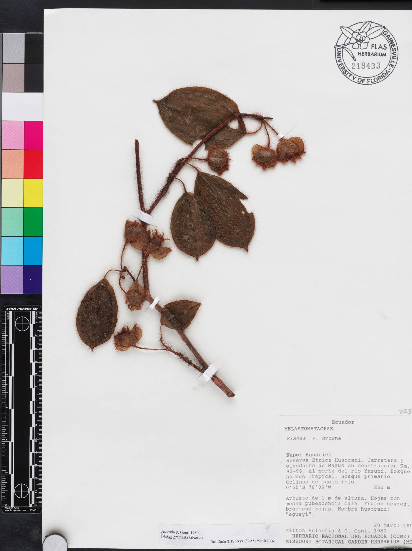 Blakea bracteata image
