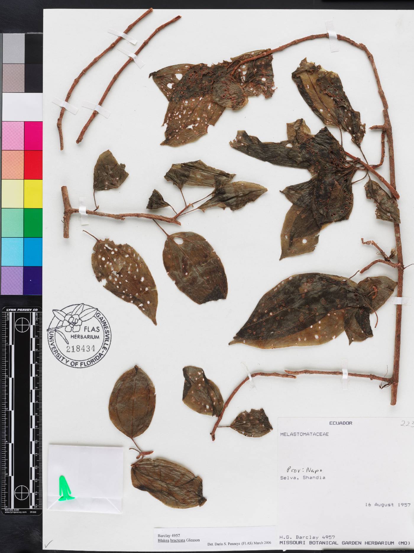 Blakea bracteata image
