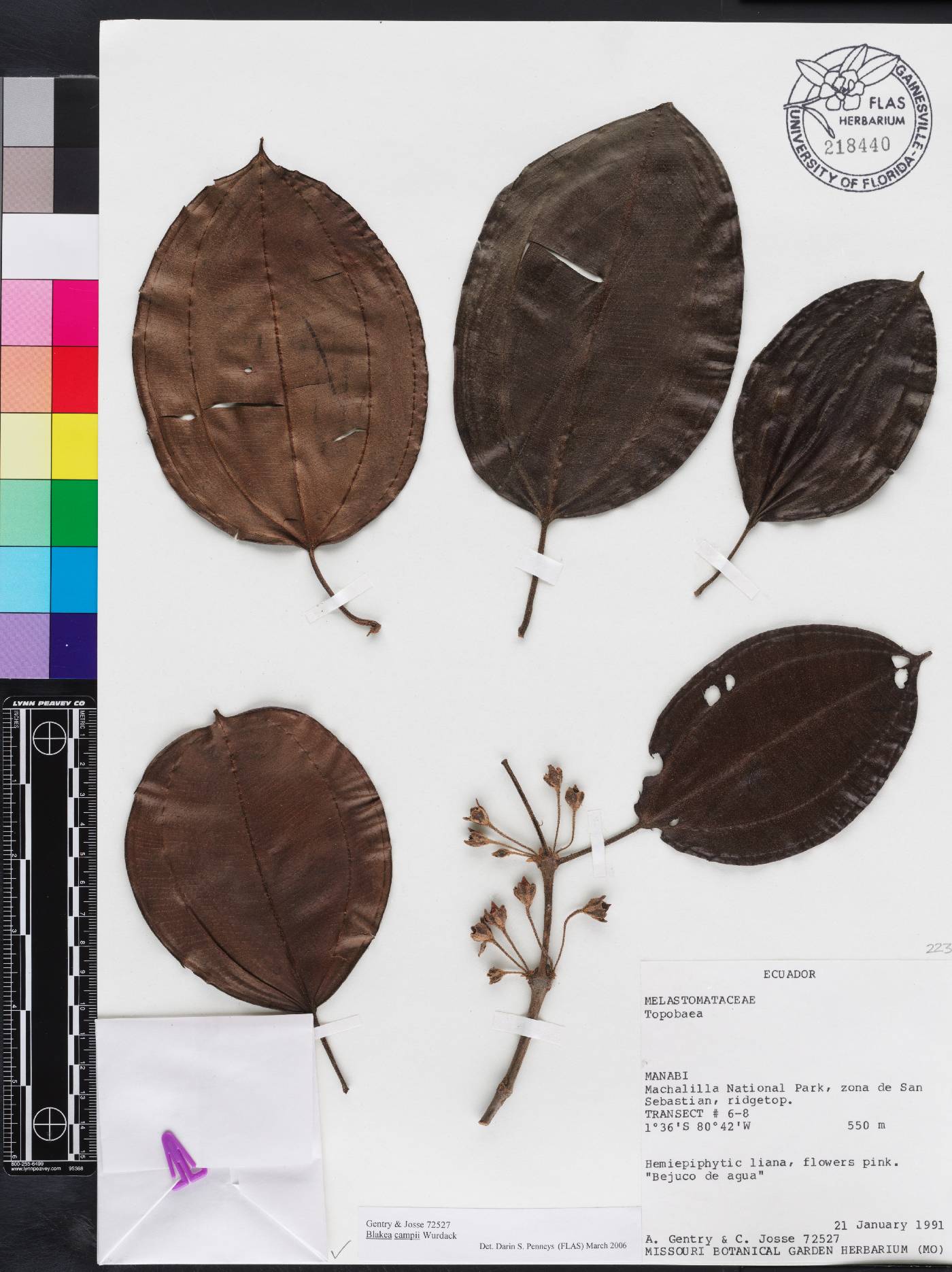 Blakea campii image