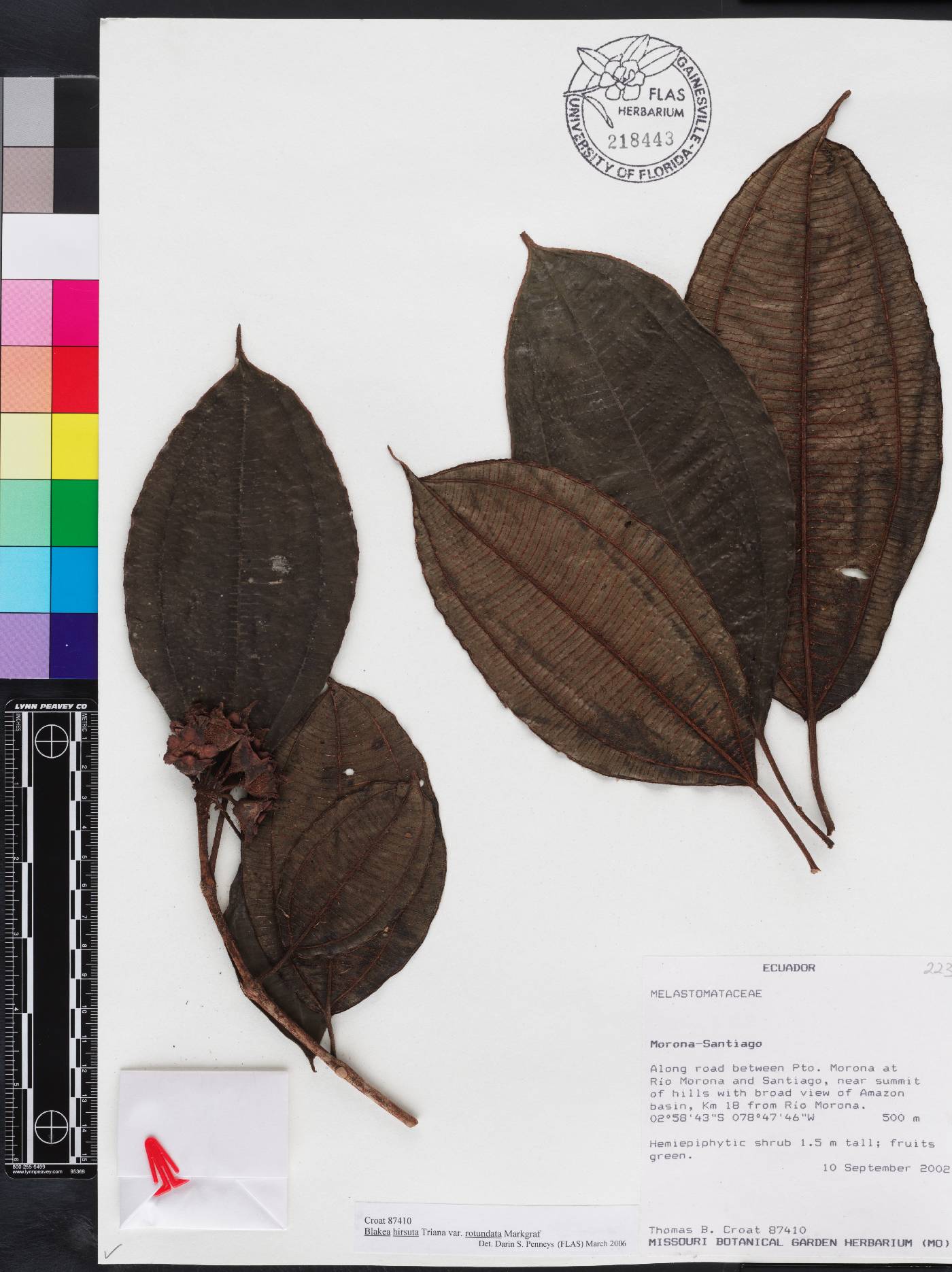 Blakea hirsuta image