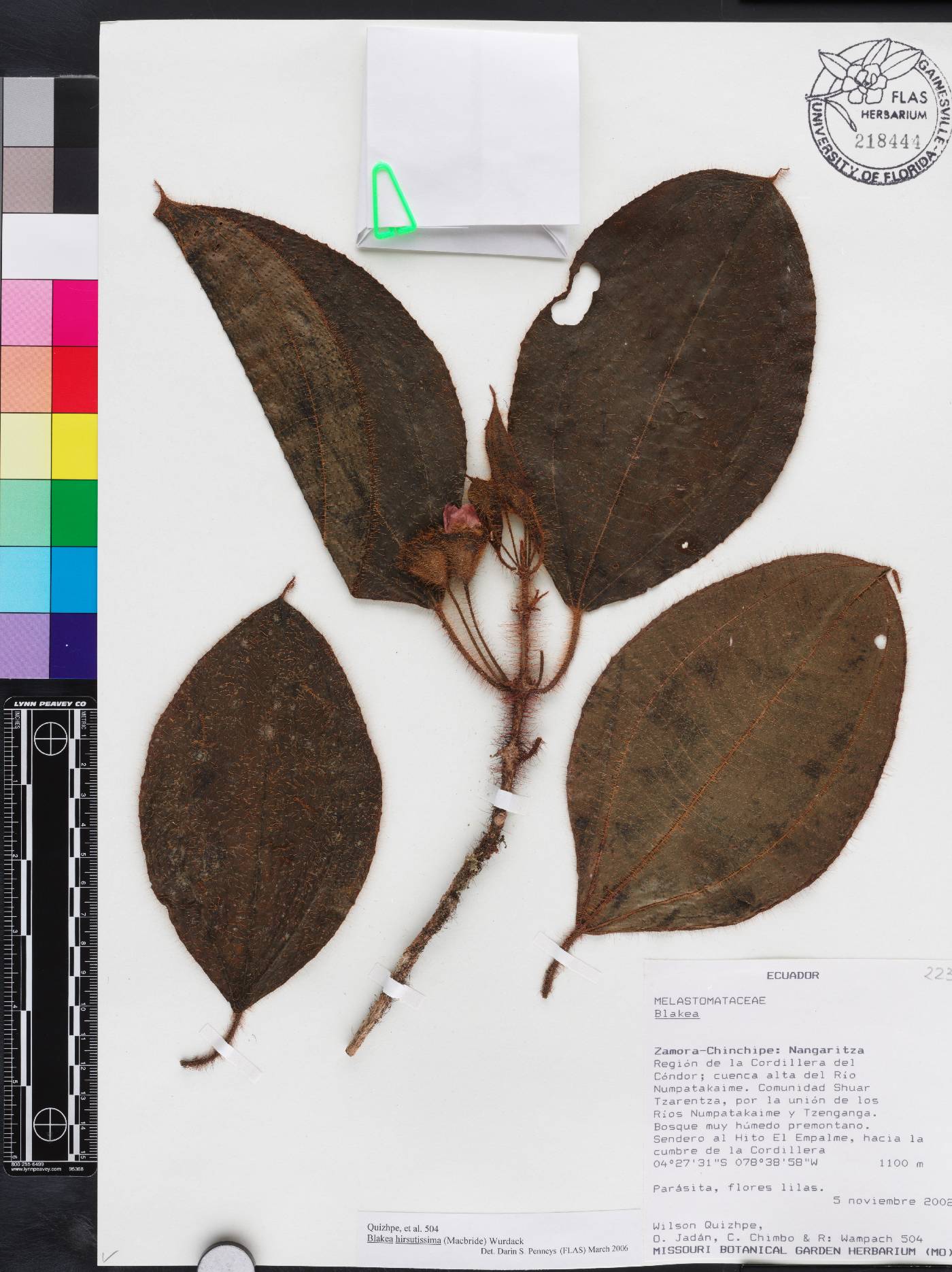 Blakea hirsutissima image