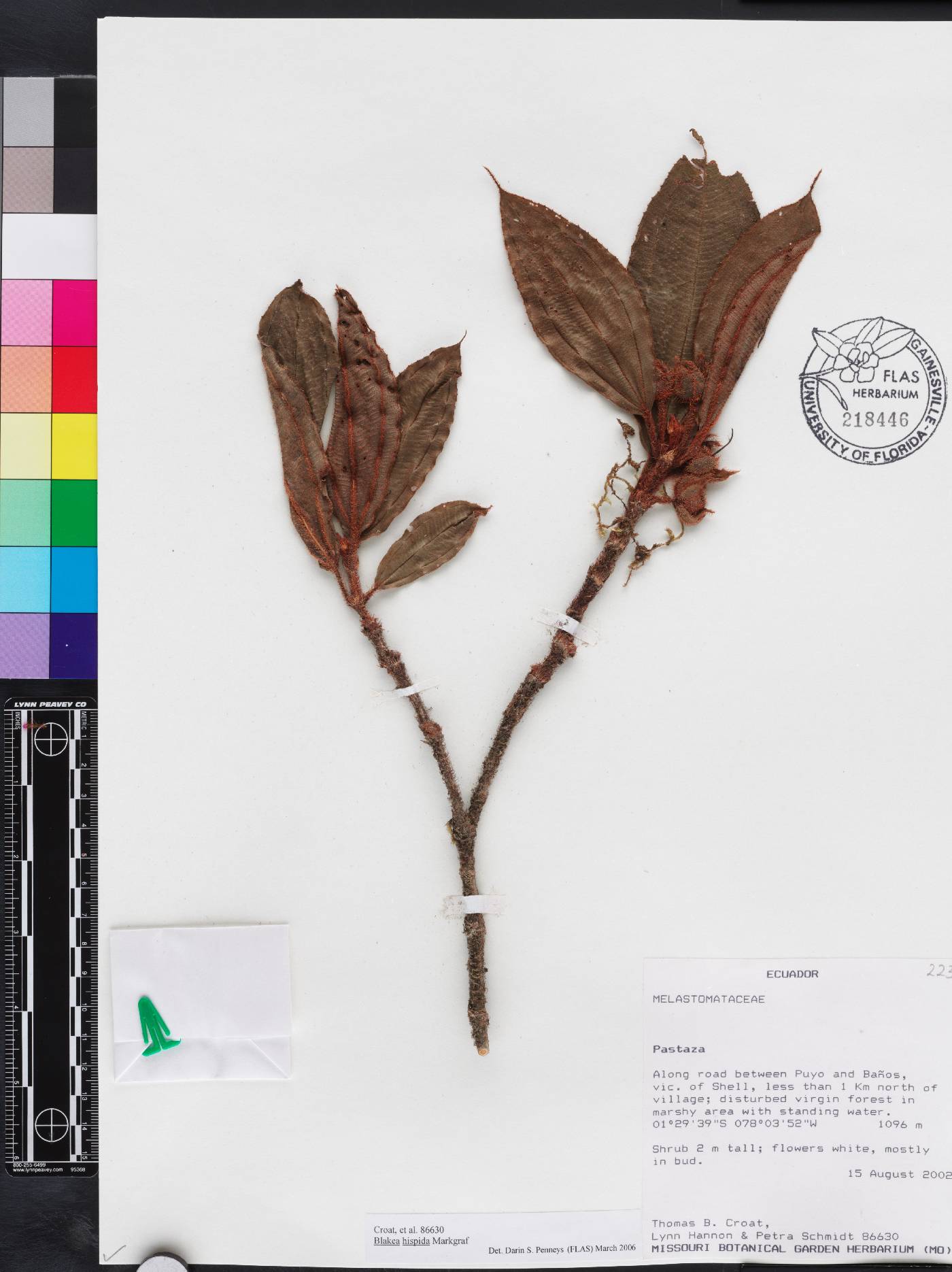 Blakea hispida image