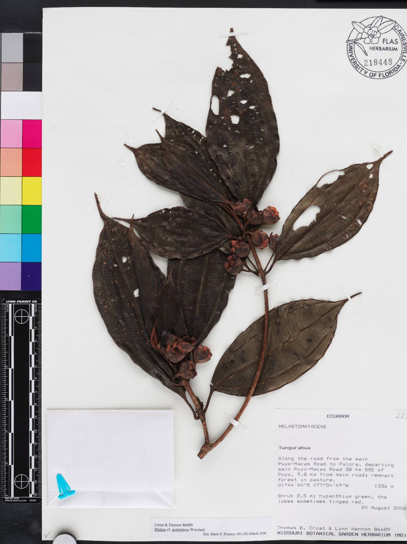 Blakea portentosa image