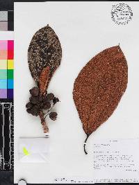 Blakea repens image