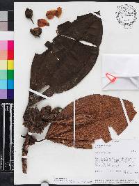 Blakea repens image