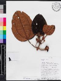 Blakea rotundifolia image