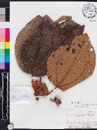 Blakea rotundifolia image